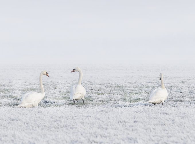 Wallpaper winter, swans, snow, 8k, Animals 5167110899